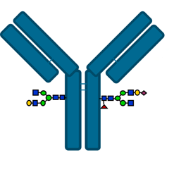 IgG antibody with glycans