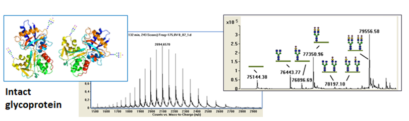 Intact human transferrin analysis